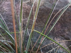 (c) grampianshiker, some rights reserved (CC BY) Austrostipa mollis, photograph (c) grampianshiker, some rights reserved (CC BY)