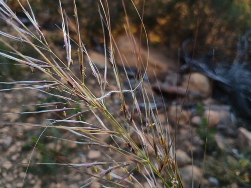 Austrostipa mollis