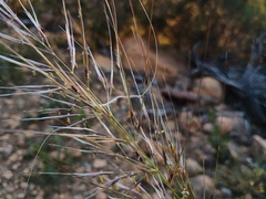 Austrostipa mollis
