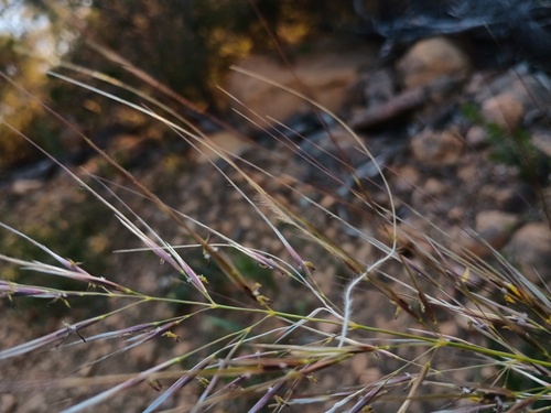 Austrostipa mollis, photograph 4
