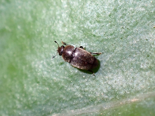 Afrogethes canariensis
