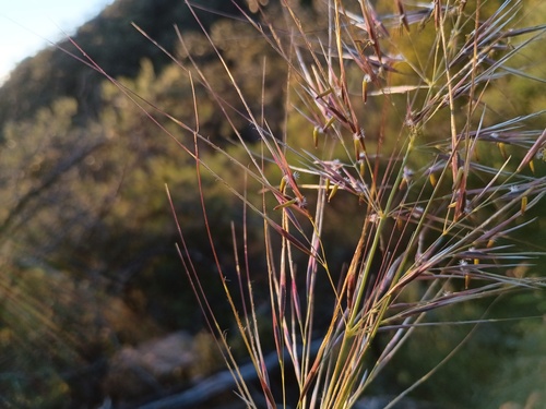 Austrostipa mollis, photograph 2