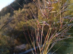 (c) grampianshiker, some rights reserved (CC BY) Austrostipa mollis, photograph (c) grampianshiker, some rights reserved (CC BY)