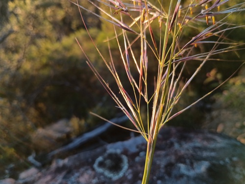 Austrostipa mollis, photograph 5
