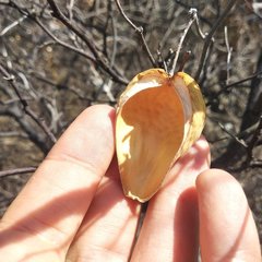 Funastrum pannosum
