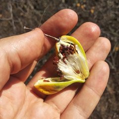 Funastrum pannosum