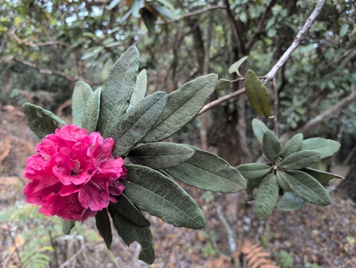 Tree rhododendron