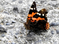 Vanessa indica indica