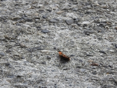 Vanessa indica indica