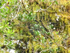 Benthamina alyxifolia