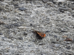 Vanessa indica indica