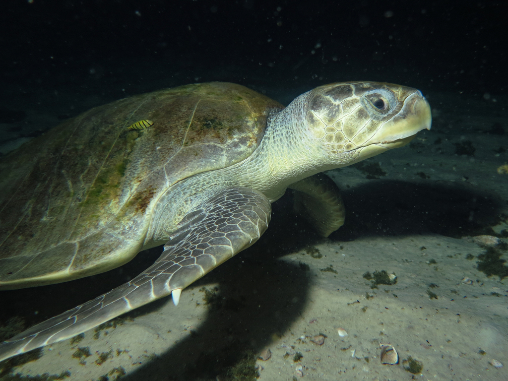 Olive Ridley