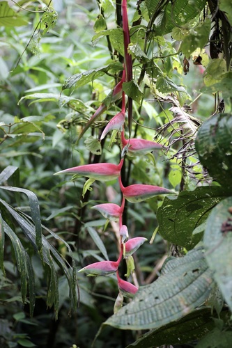 Heliconia chartacea, photograph 3