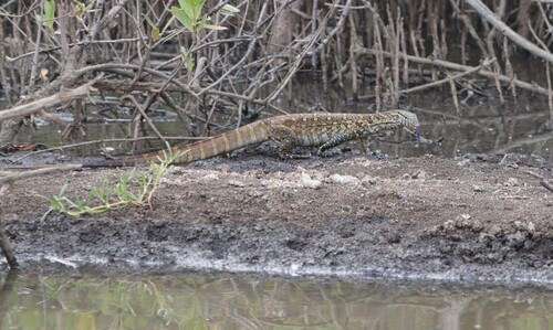 Nile Monitor