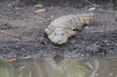 West African Crocodile