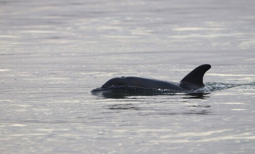 Common Bottlenose Dolphin