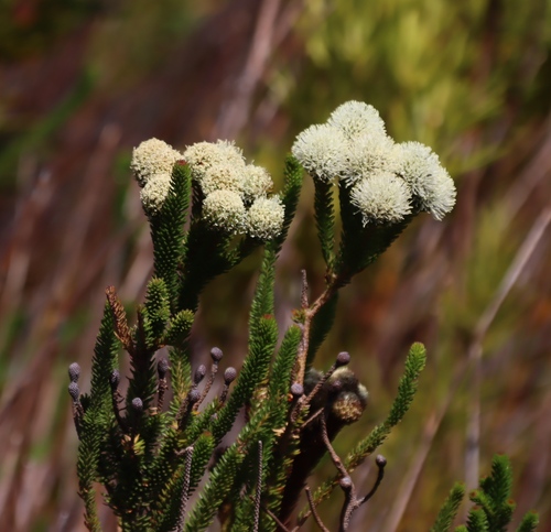 Kogelberg Kolkol (Berzelia ecklonii)
