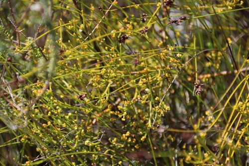 Dense Rootthug (Thesium commutatum)