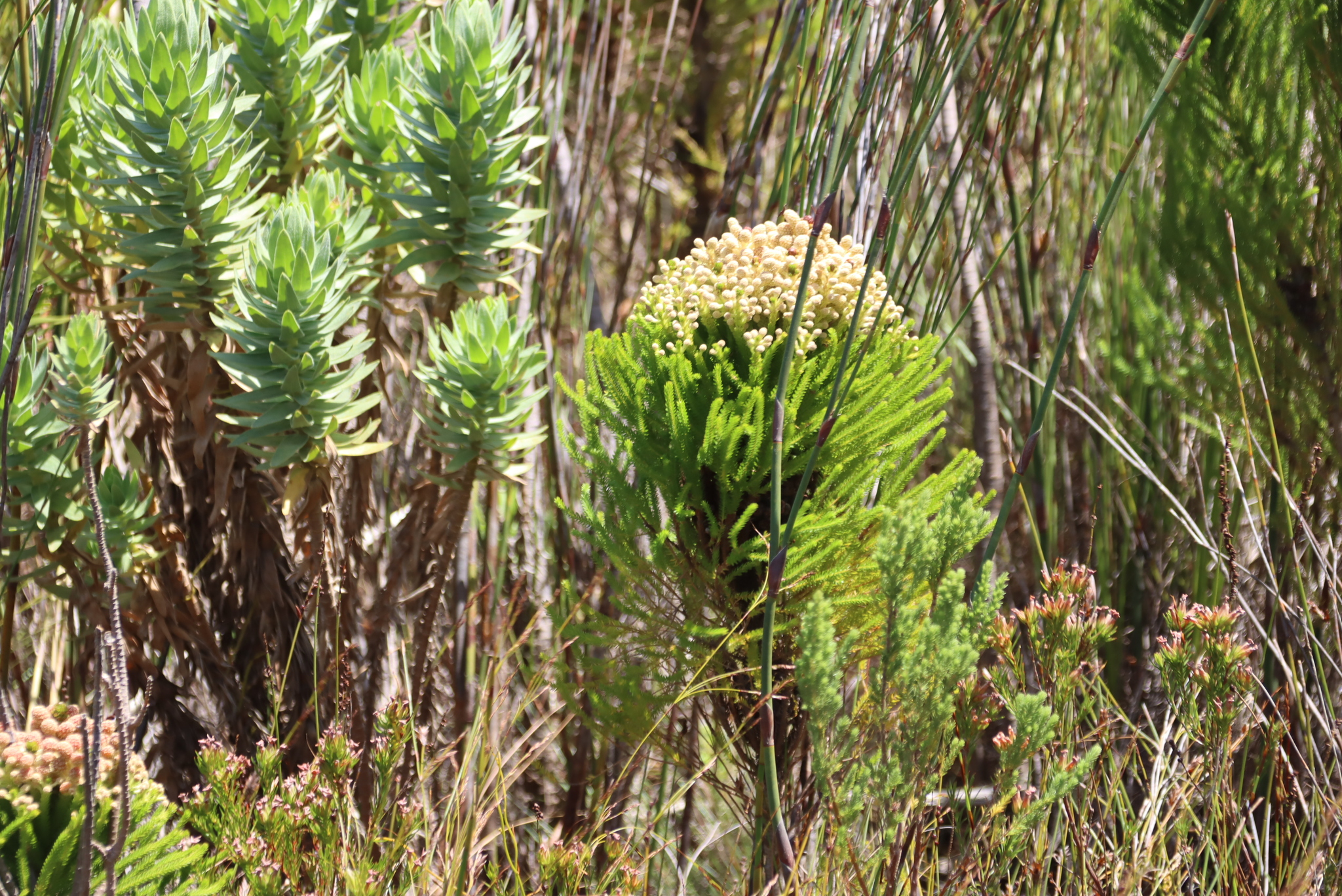 Foxtail Kolkol (Berzelia alopecuroides)