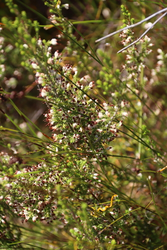 Salt-and-Pepper Heath (Erica imbricata)