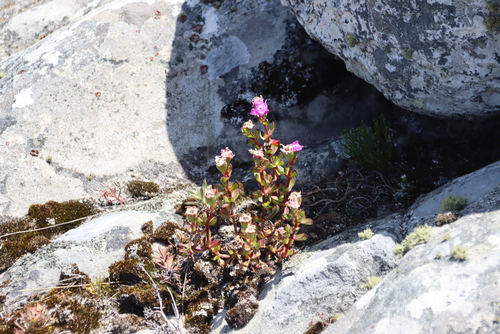 Satin Spoonfig (Erepsia inclaudens)