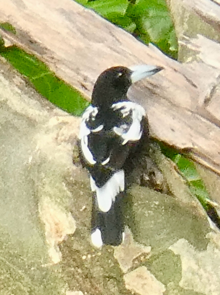 Hooded Butcherbird (Cracticus cassicus)