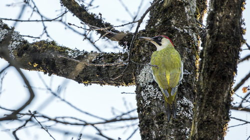 European Green Woodpecker