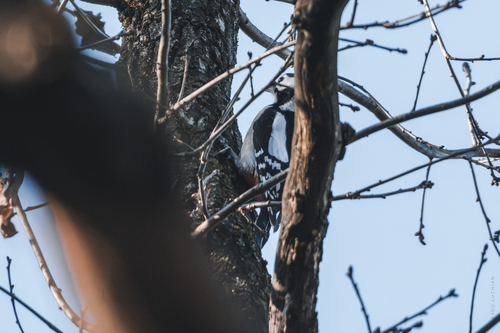 Great Spotted Woodpecker