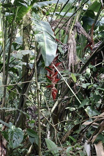 Heliconia vellerigera, photograph 3