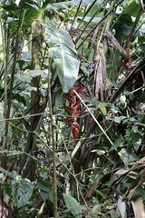 Heliconia vellerigera, photograph (c) Dr. Alexey Yakovlev, some rights reserved (CC BY)