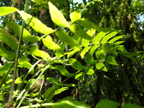Asplenium salicifolium, photograph 3