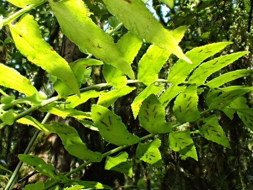 Asplenium salicifolium