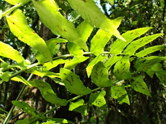 Asplenium salicifolium