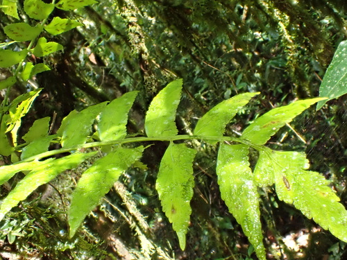 Asplenium salicifolium, photograph 1