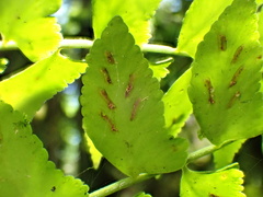 Asplenium salicifolium, photograph author not stated, no rights reserved