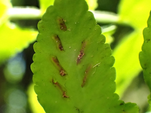 Asplenium salicifolium, photograph 4