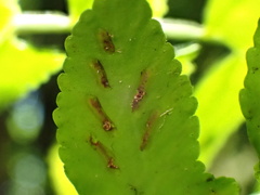 Asplenium salicifolium, photograph author not stated, no rights reserved