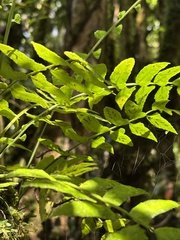 Asplenium salicifolium, photograph author not stated, no rights reserved