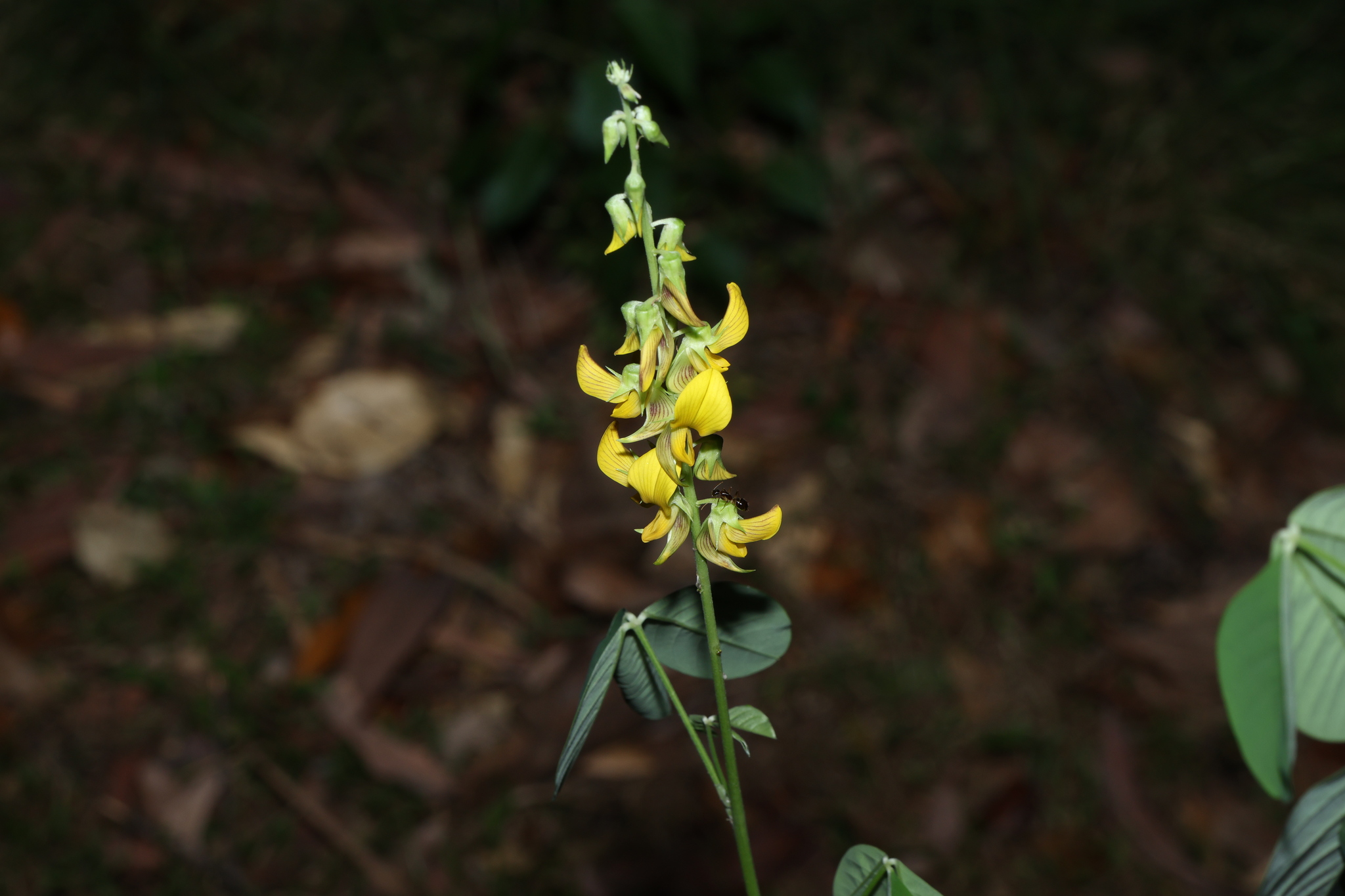 Streaked Rattlepod (Crotalaria pallida)