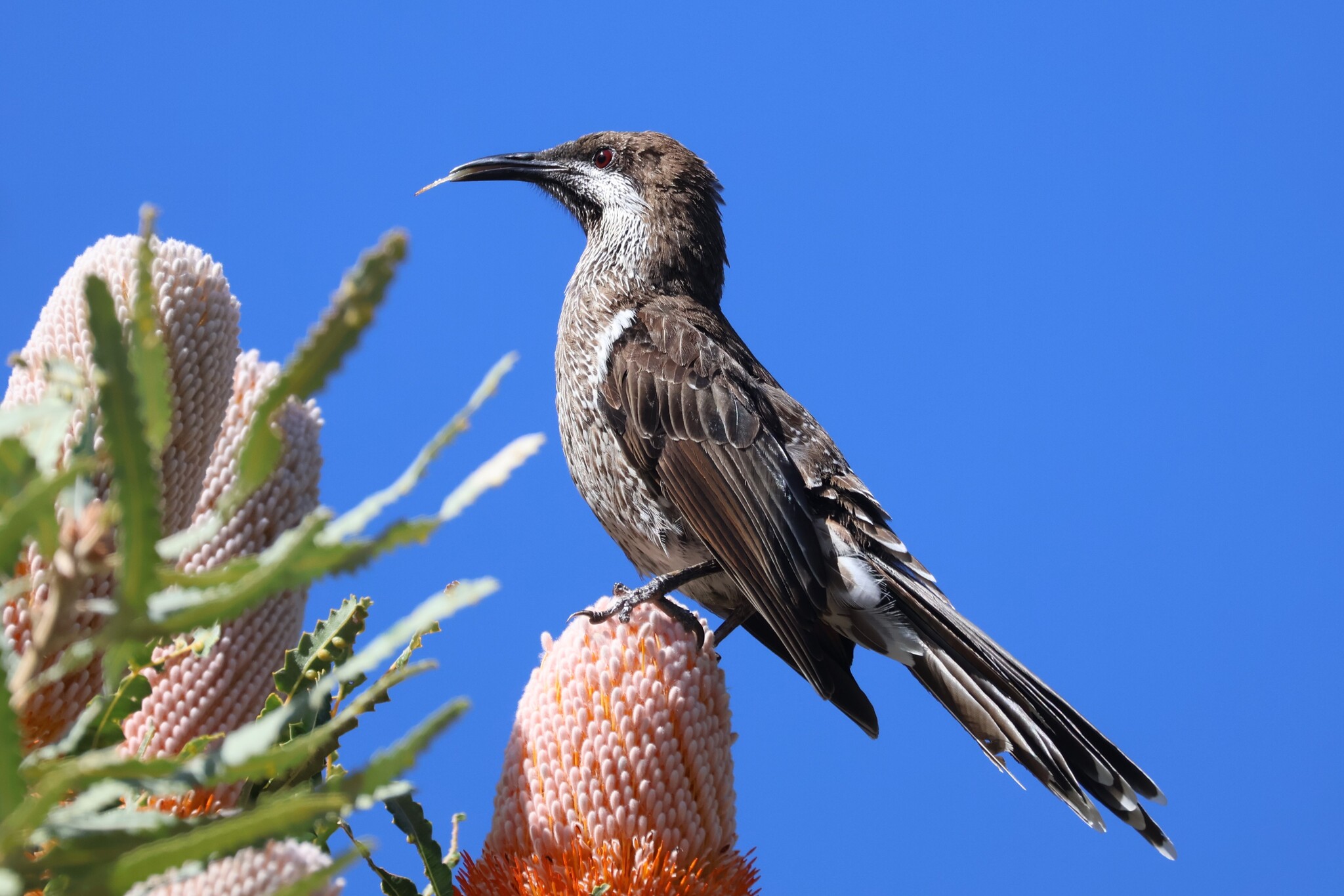 Western Wattlebird (Anthochaera lunulata), photo 5