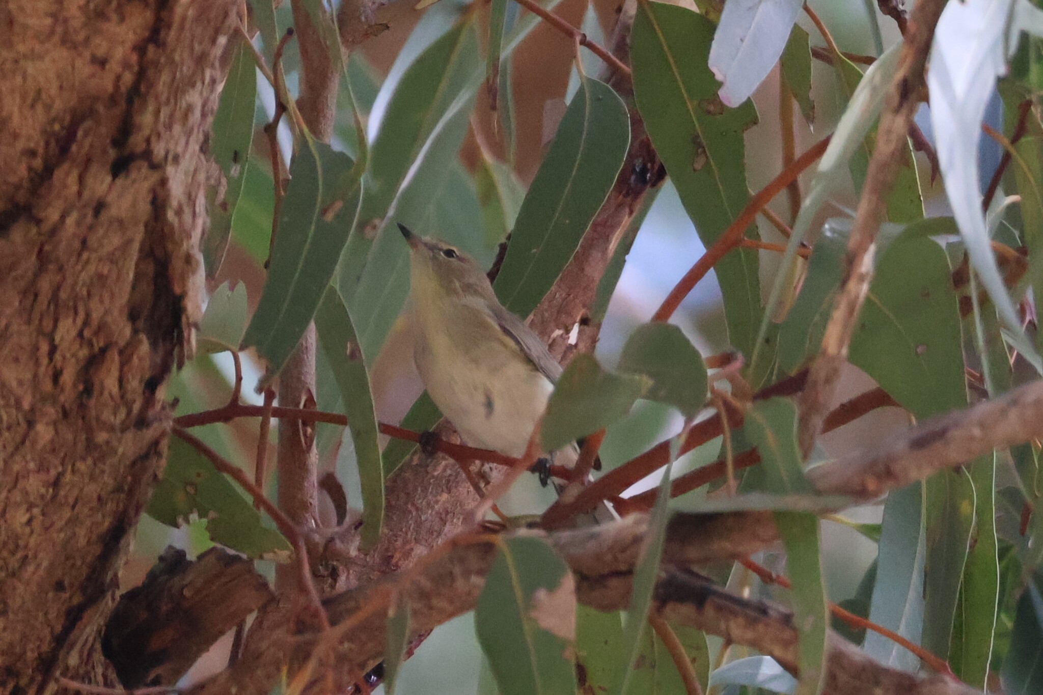 Western Gerygone (Gerygone fusca), photo 2