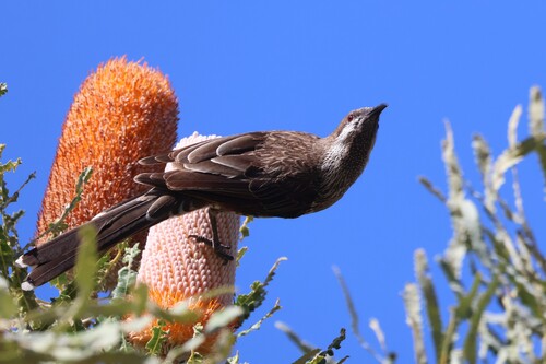 Western Wattlebird (Anthochaera lunulata), photo 4