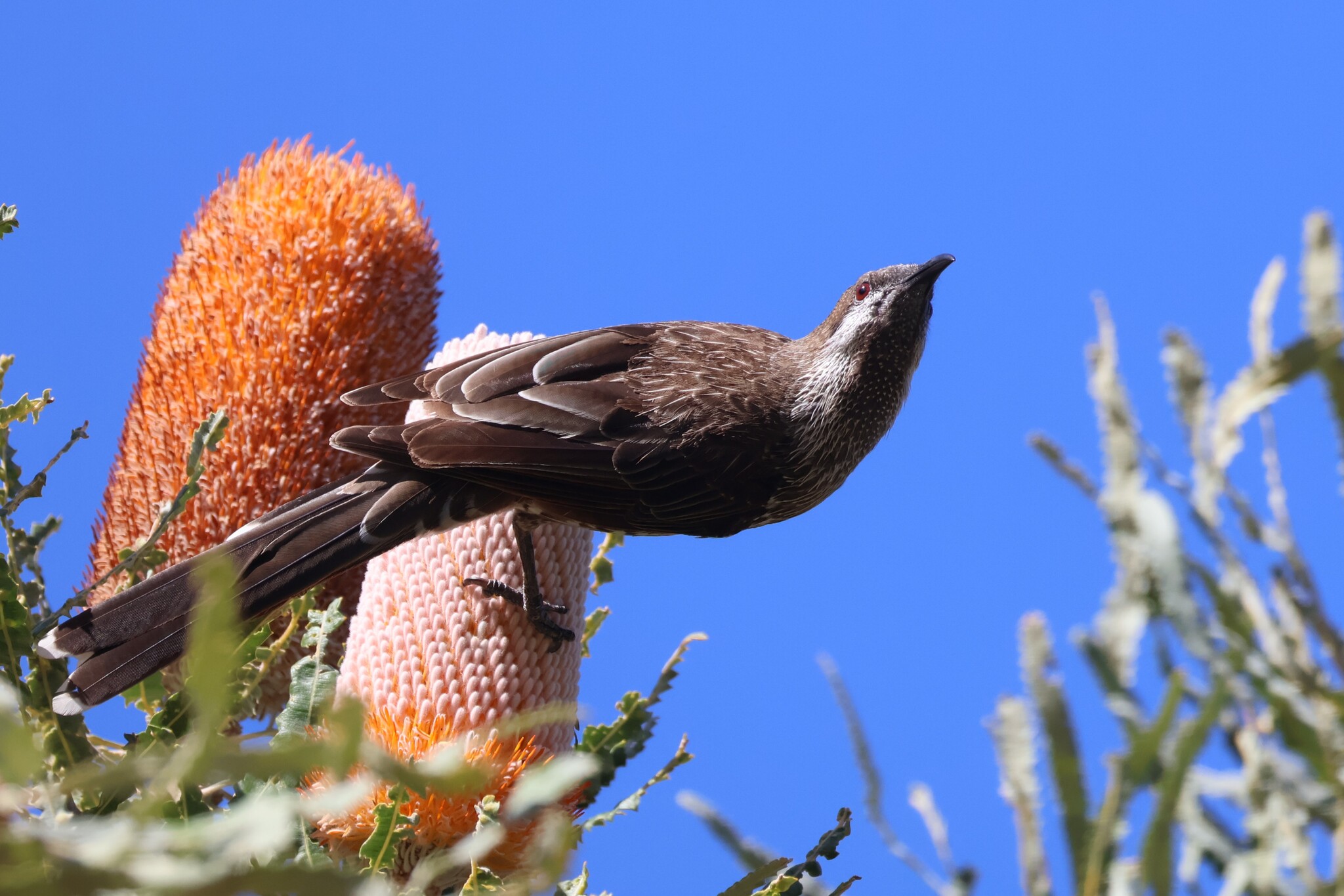 Western Wattlebird (Anthochaera lunulata), photo 6