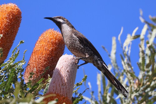 Western Wattlebird (Anthochaera lunulata), photo 9