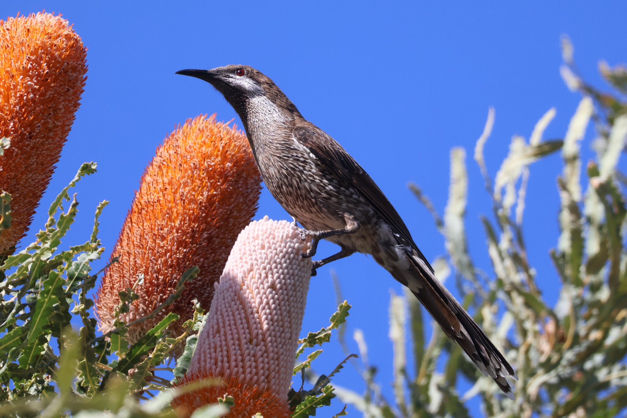 Western Wattlebird (Anthochaera lunulata), photo 7