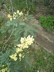 Acacia glaucocarpa