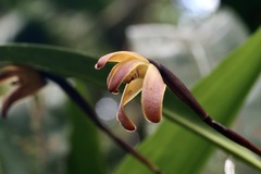 Maxillaria porrecta, photograph (c) Dr. Alexey Yakovlev, some rights reserved (CC BY)