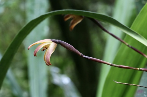 Maxillaria porrecta (Maxillaria porrecta)