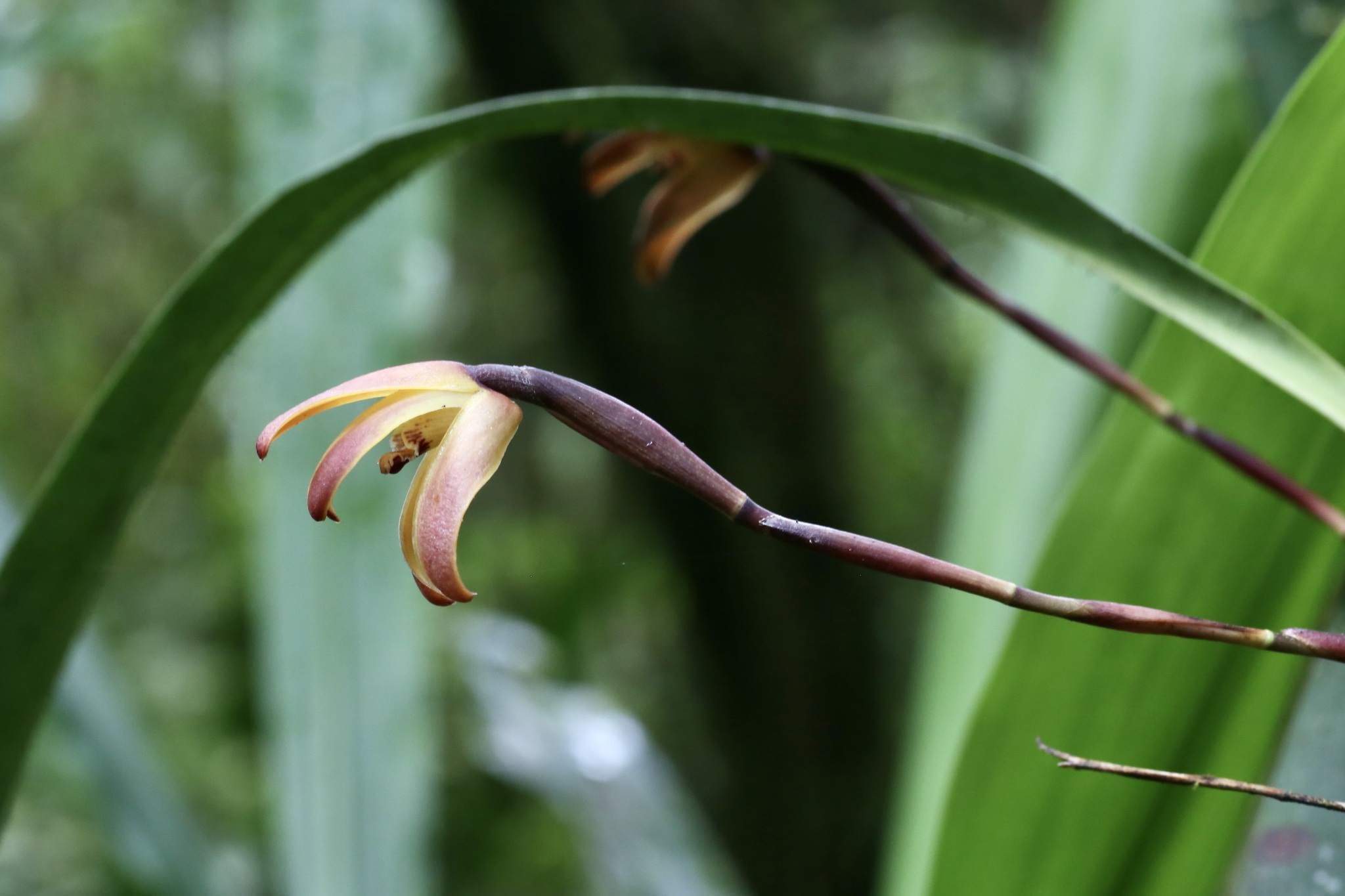 Maxillaria Porrecta (Maxillaria porrecta)