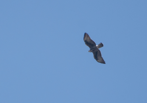 iNaturalist image